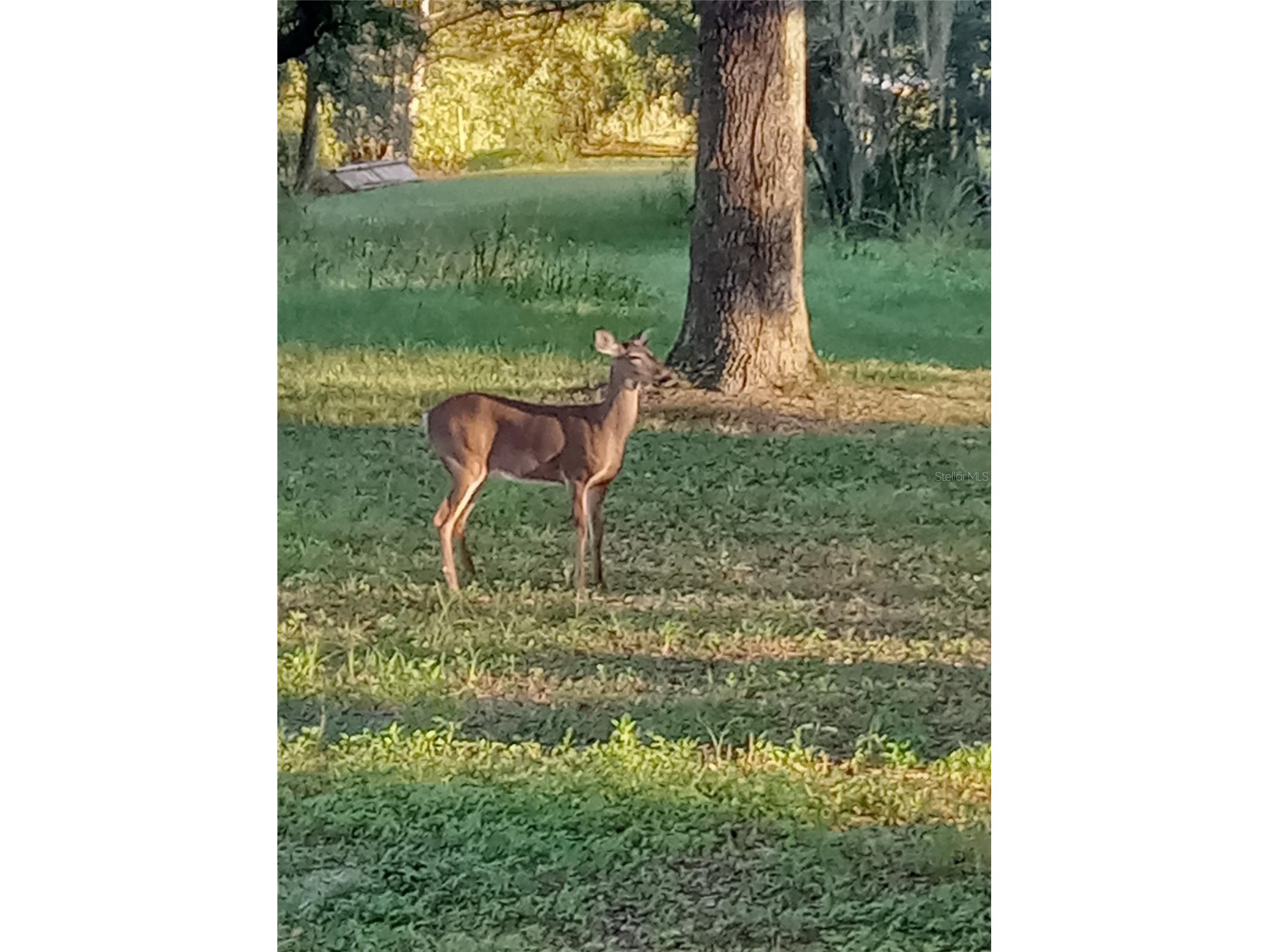 21451 Us Highway 98 Dade City FL 33523 TB8401807 image54