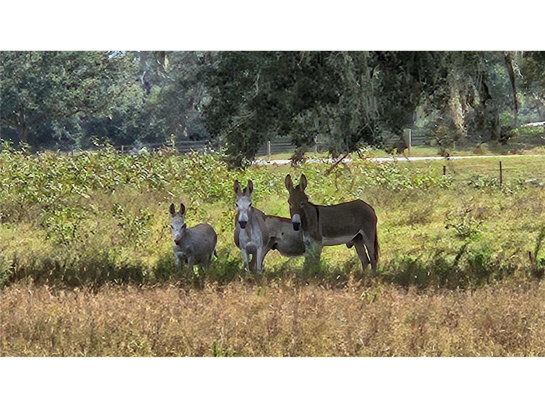 21451 Us Highway 98 Dade City FL 33523 TB8401807 image61
