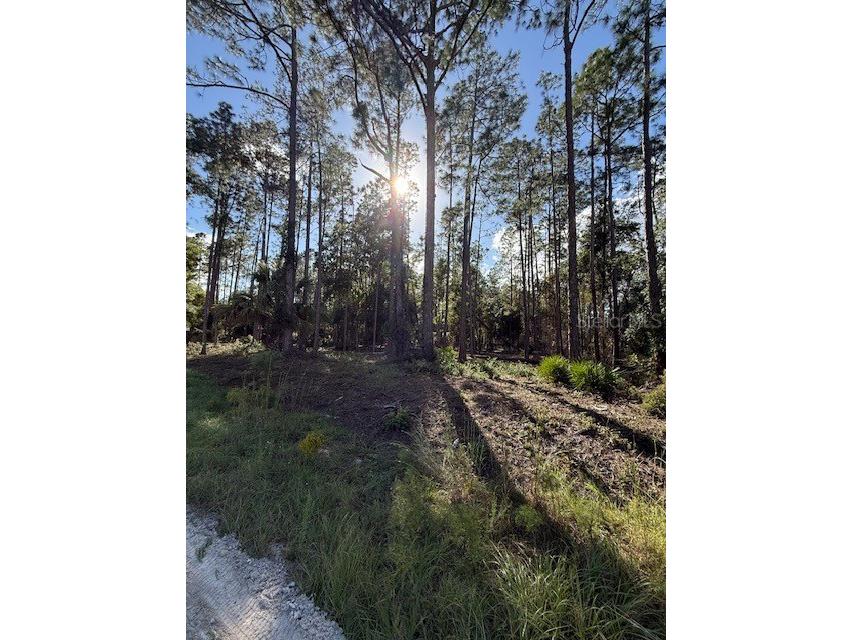 215 Hideaway Lane Georgetown FL 32139 V4949730 image1