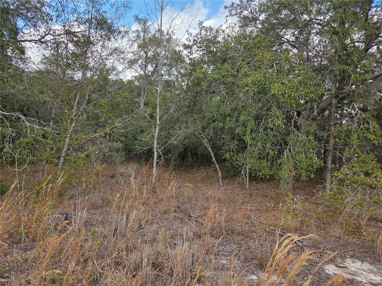 21531 SE 68th Lane Morriston FL 32668 OM718774 image2