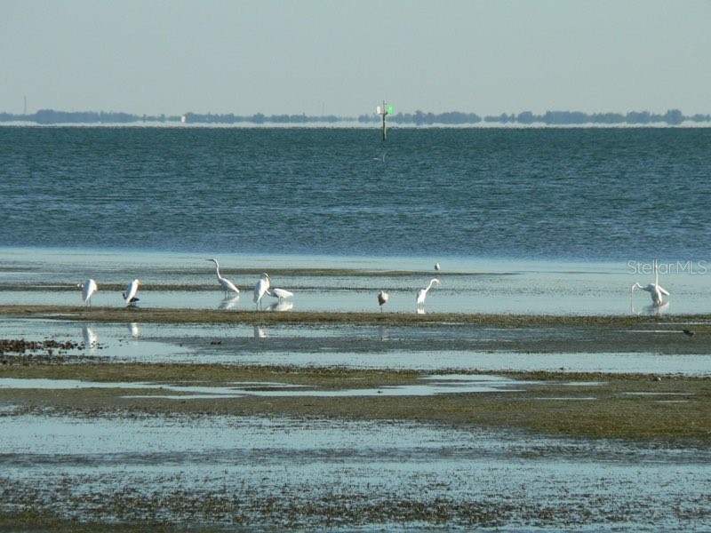 2158 Blossom Way S Saint Petersburg FL 33712 TB8445146 image75