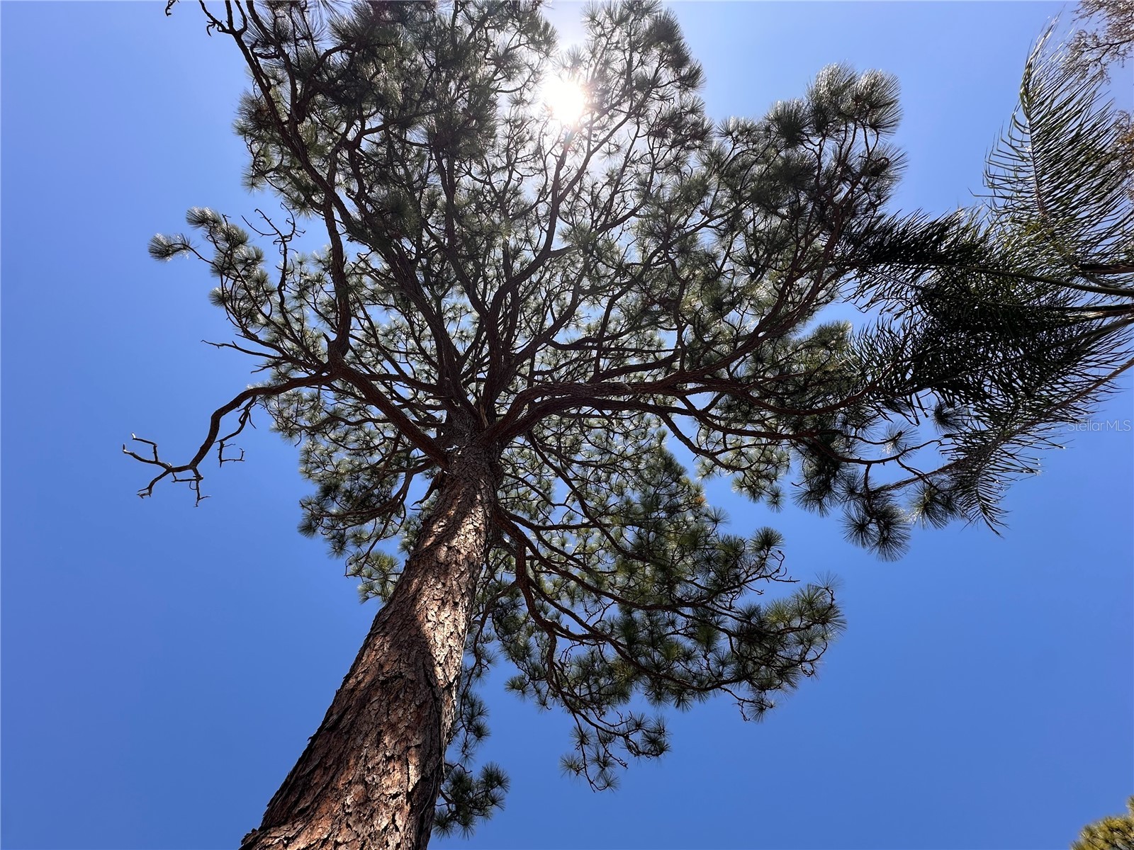 216 David Avenue Clearwater FL 33759 TB8444338 image20