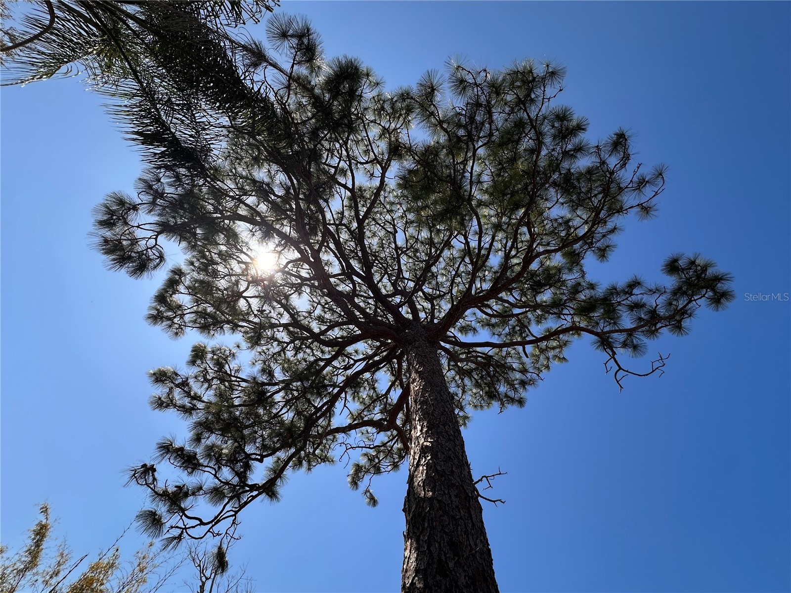 216 David Avenue Clearwater FL 33759 TB8444338 image21