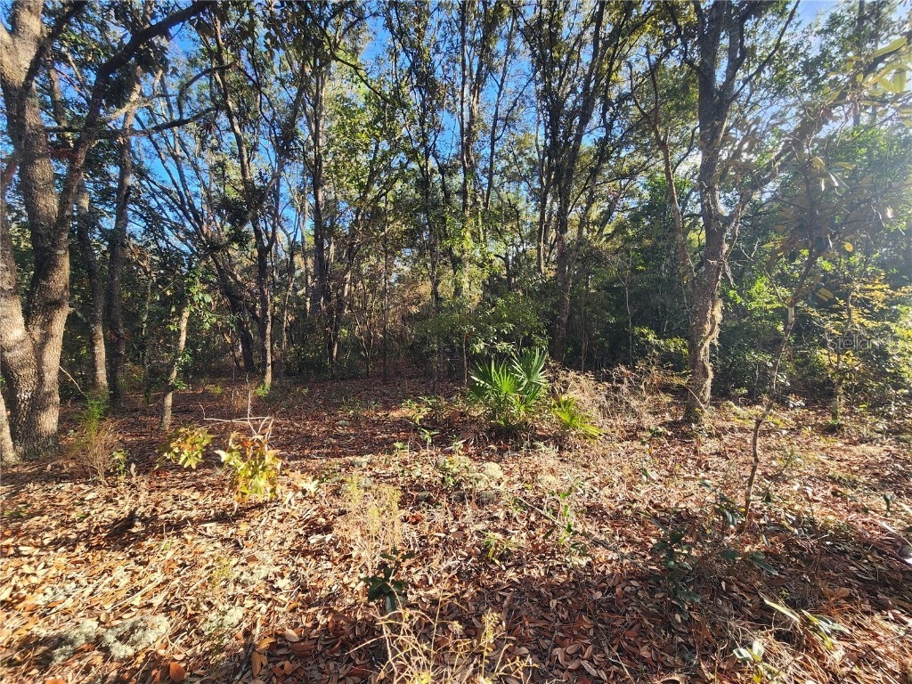 2176 W Conway Drive Citrus Springs FL 34434 OM691361 image6