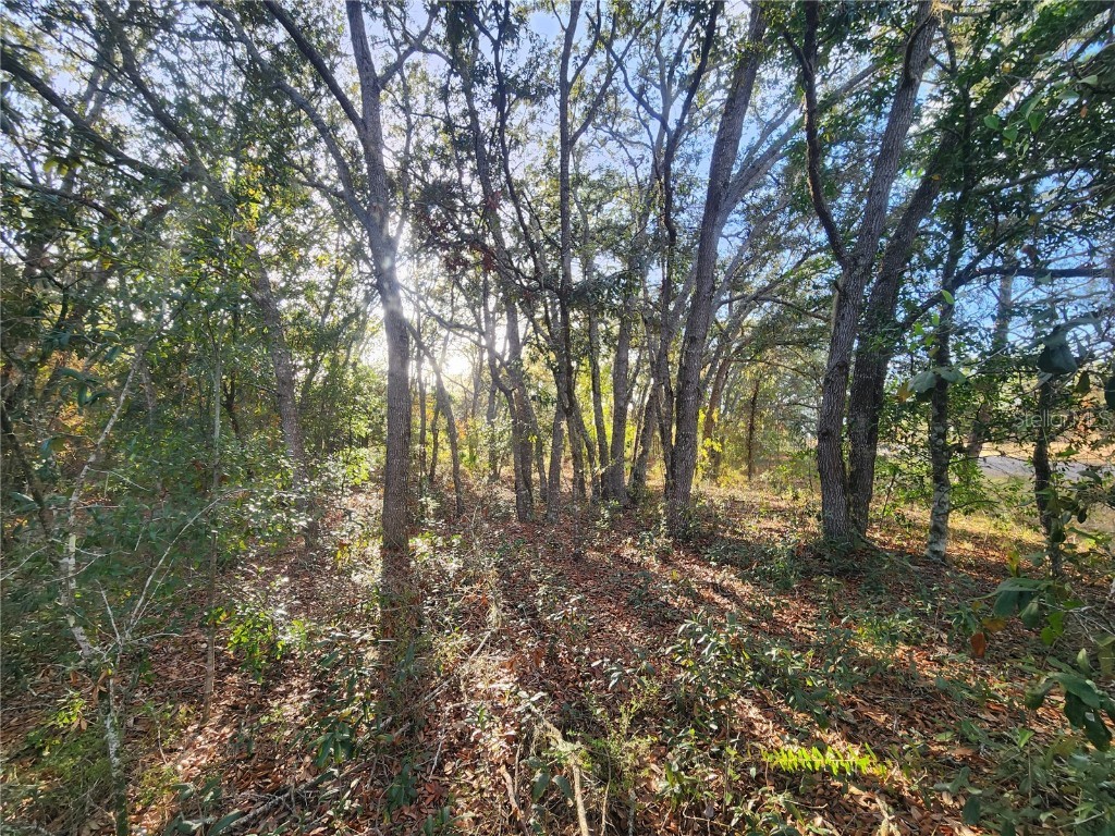 2176 W Conway Drive Citrus Springs FL 34434 OM691361 image7