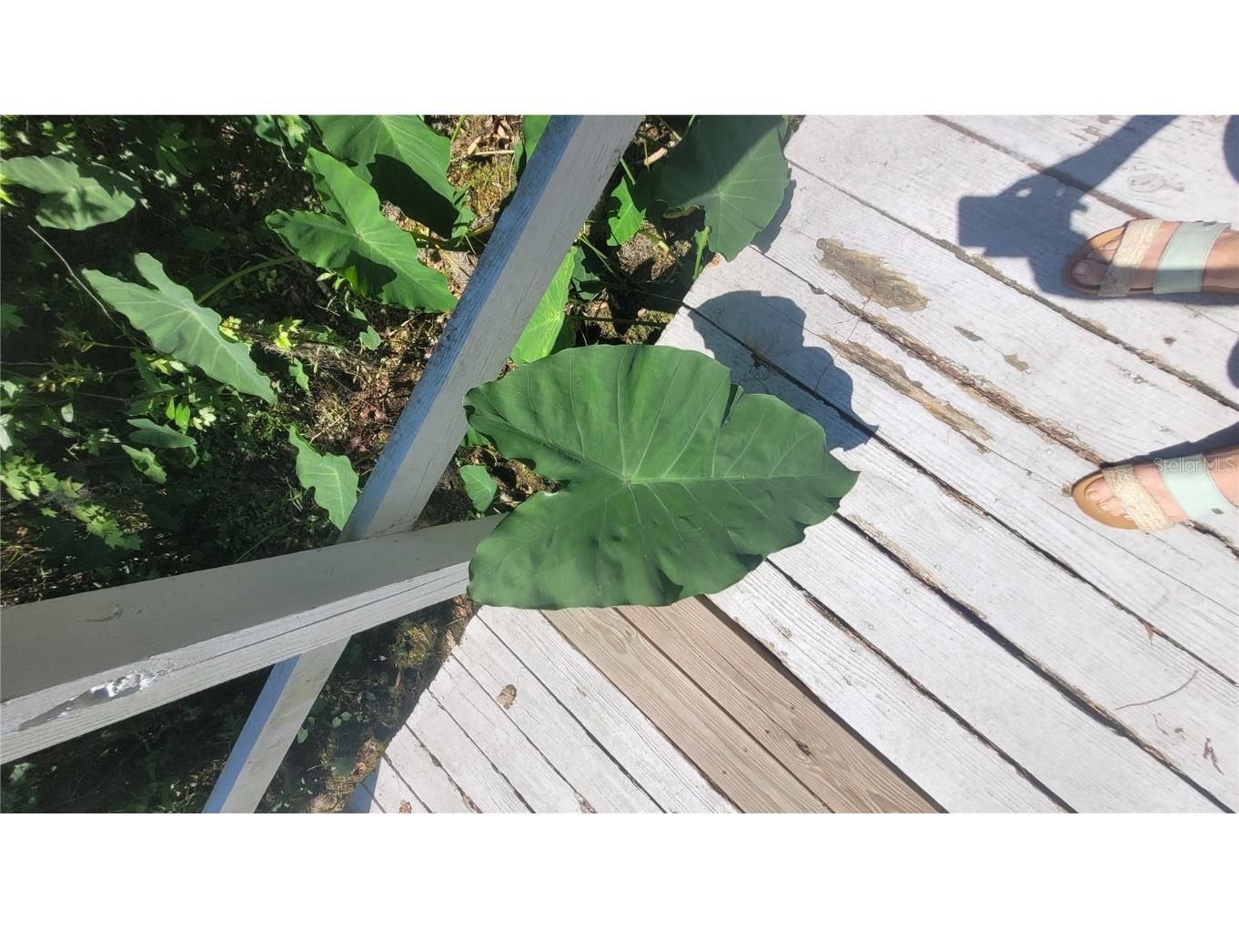 21779 NE 115th Avenue Earleton FL 32631 FC309360 image10