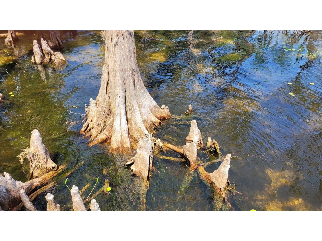 21779 NE 115th Avenue Earleton FL 32631 FC309360 image18