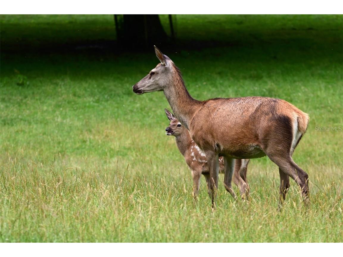 218 SE 1st Street Georgetown FL 32139 O6352953 image7