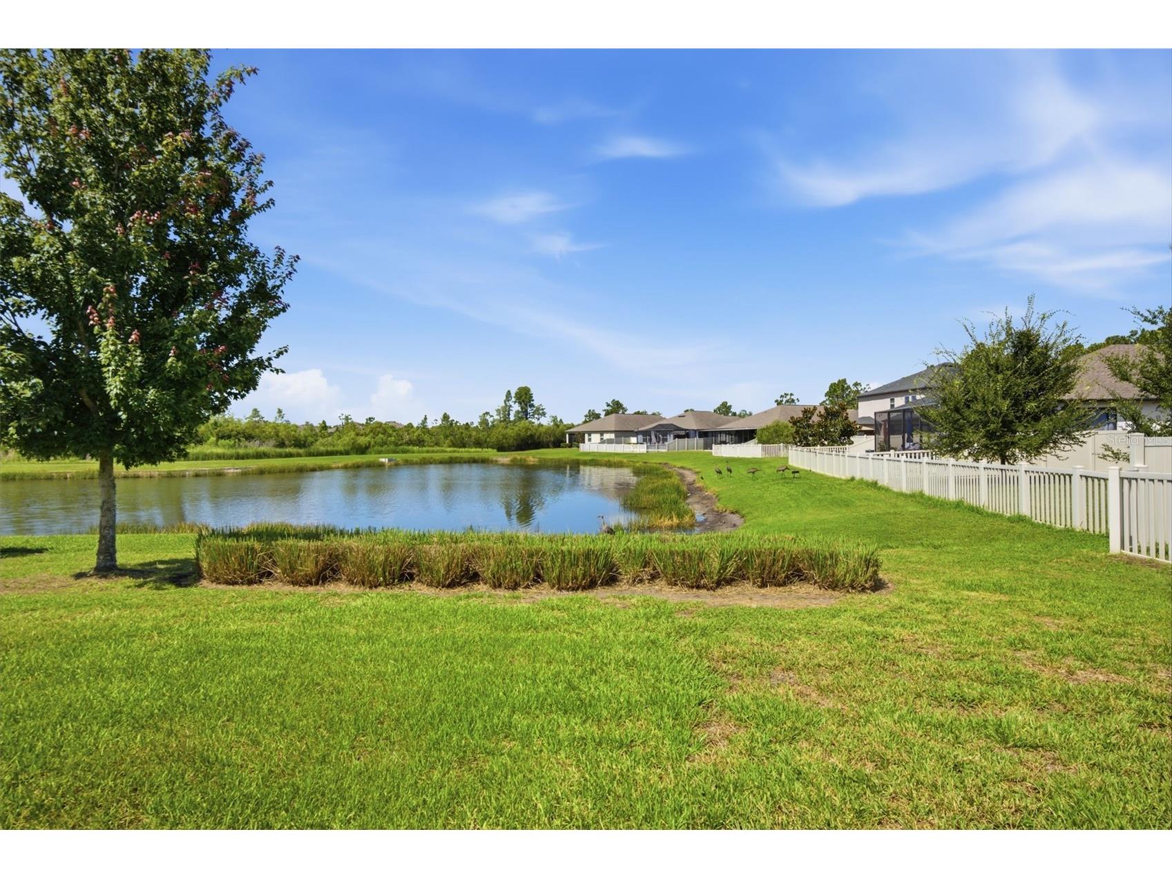 21816 Crest Meadow Drive Land O Lakes FL 34637 TB8524532 image29