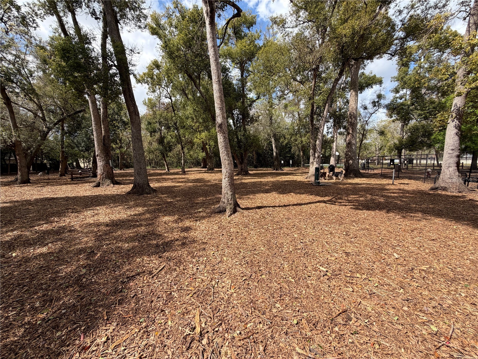 219 Hoffman Court Casselberry FL 32707 O6386641 image43