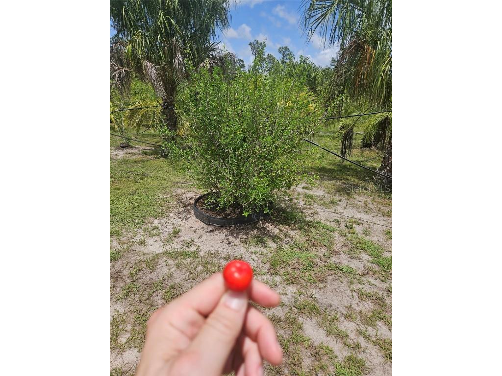 21910 Taylor Drive Bradenton FL 34211 S5138834 image8