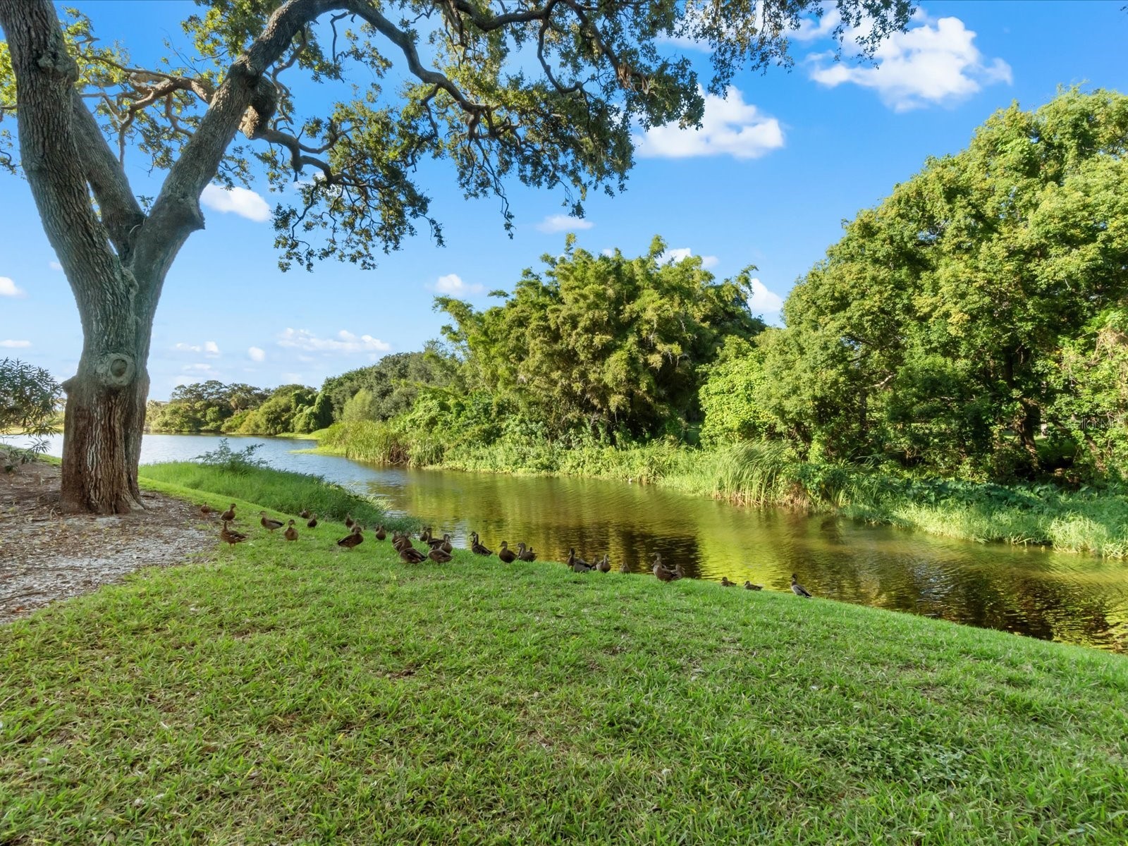 220 Belleview Boulevard #702 Belleair FL 33756 - Lake Harold TB8461552 image10