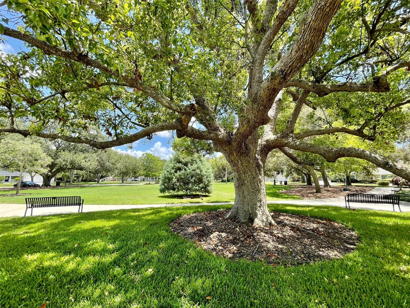 220 Belleview Boulevard #702 Belleair FL 33756 - Lake Harold TB8461552 image50