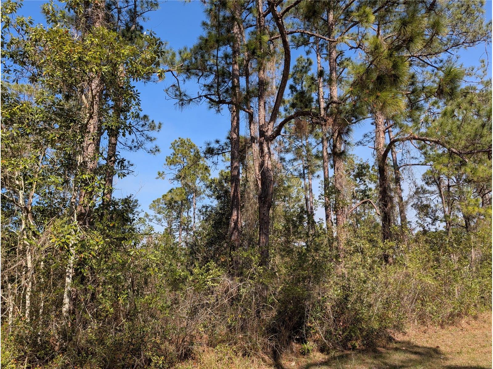 220 Pandora Drive Indian Lake Estates FL 33855 - LAKE WALK IN WATER P4937705 image2