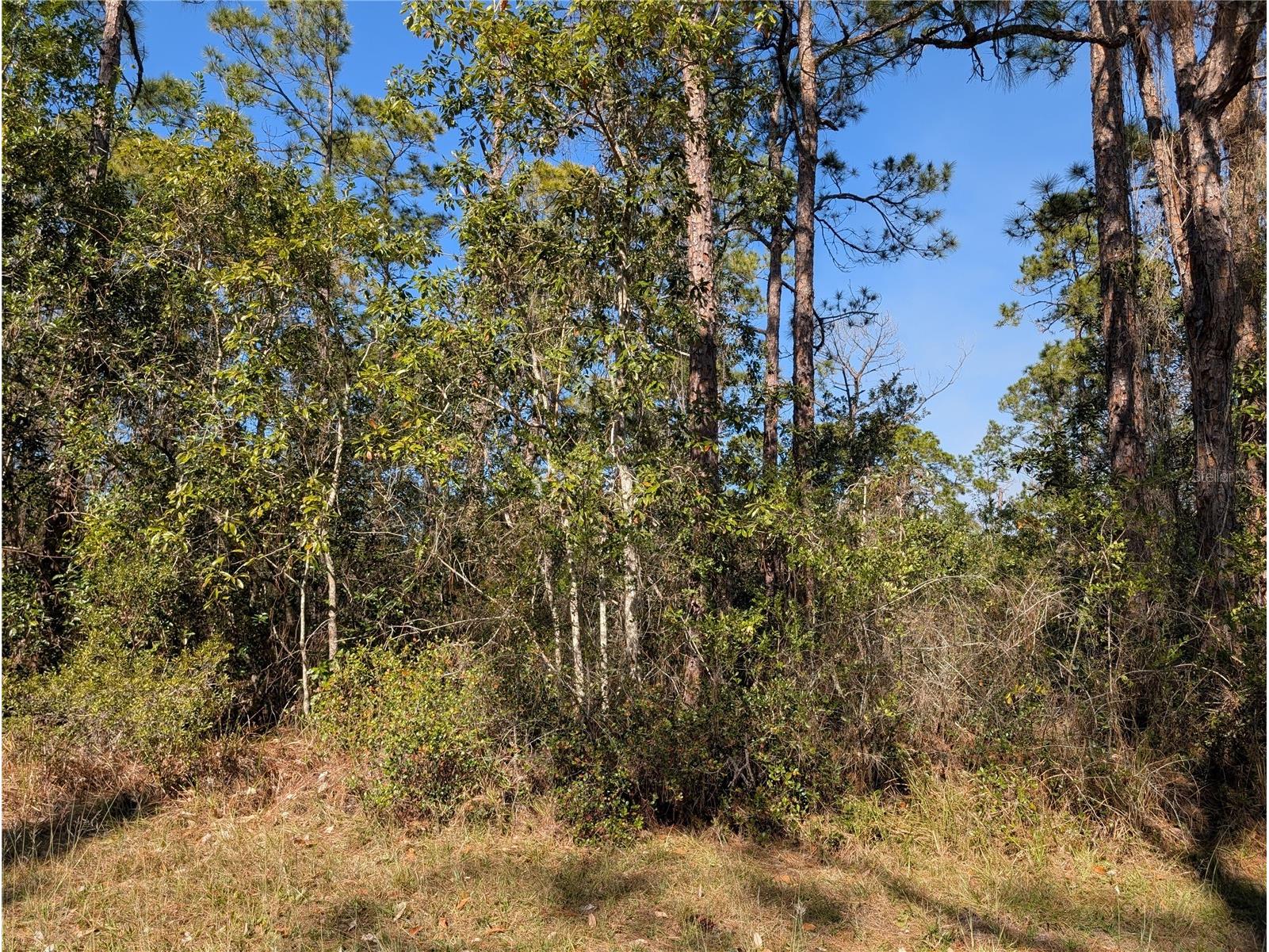 220 Pandora Drive Indian Lake Estates FL 33855 - LAKE WALK IN WATER P4937705 image5