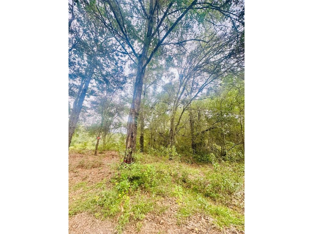 2203 Adams Street Inverness FL 34453 TB8434186 image3