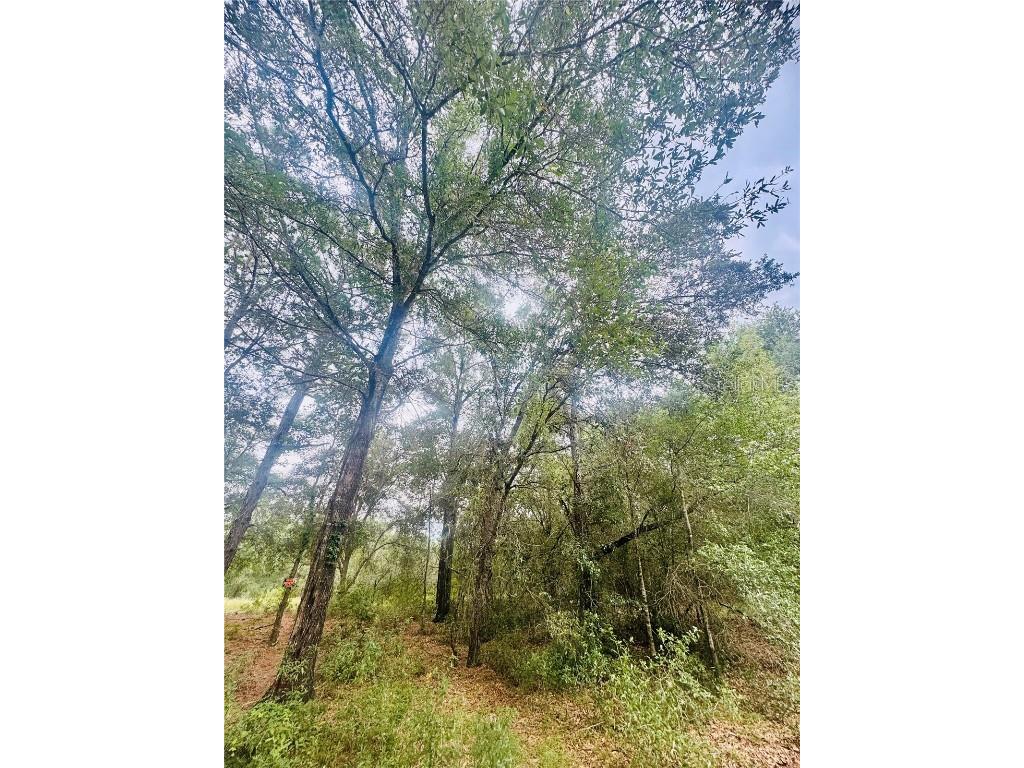 2203 Adams Street Inverness FL 34453 TB8434186 image5