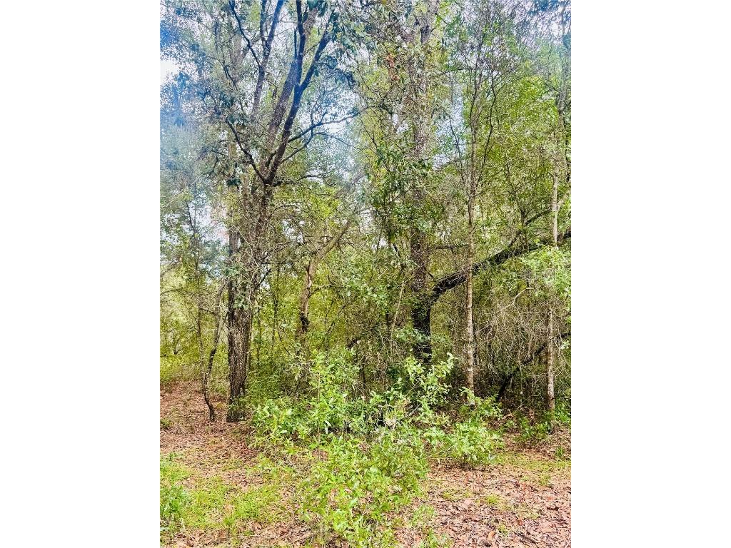 2203 Adams Street Inverness FL 34453 TB8434186 image6