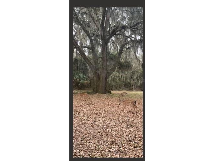 2203 Hidden Pond Road Plant City FL 33565 TB8444010 image56