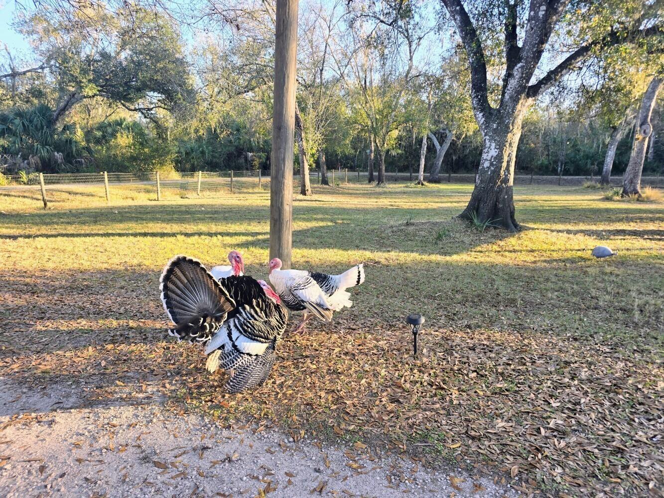 2207 SW Blossom Avenue Arcadia FL 34266 C7520150 image34