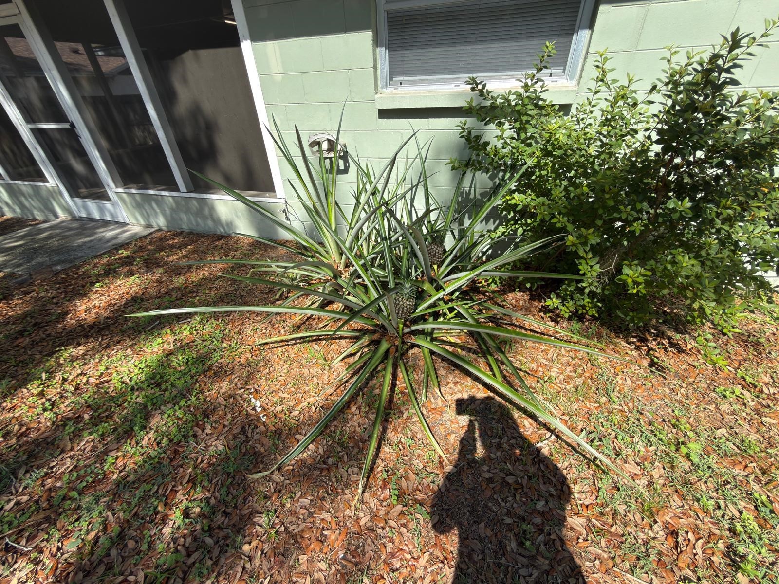 2209 Boxwood Way Brandon FL 33511 TB8513148 image25