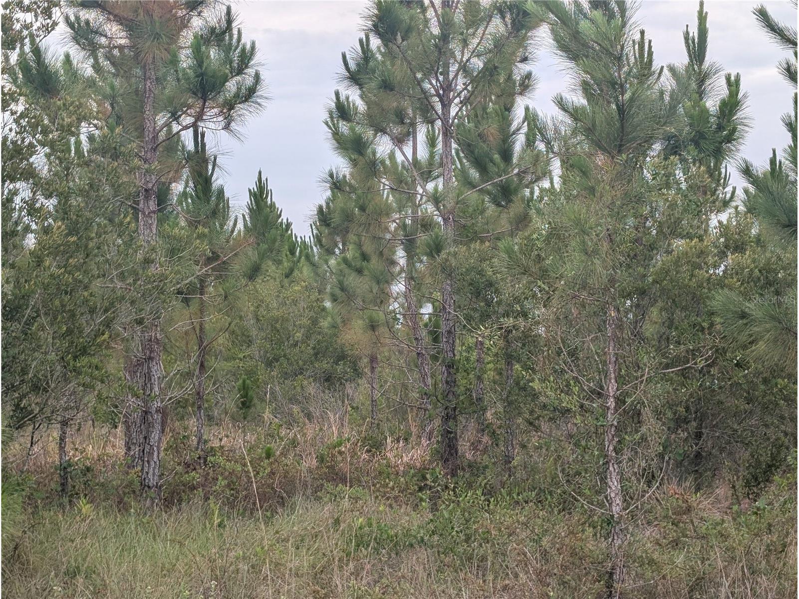 221 Tropicana Drive Indian Lake Estates FL 33855 - LAKE WALK-IN-WATER P4938835 image1