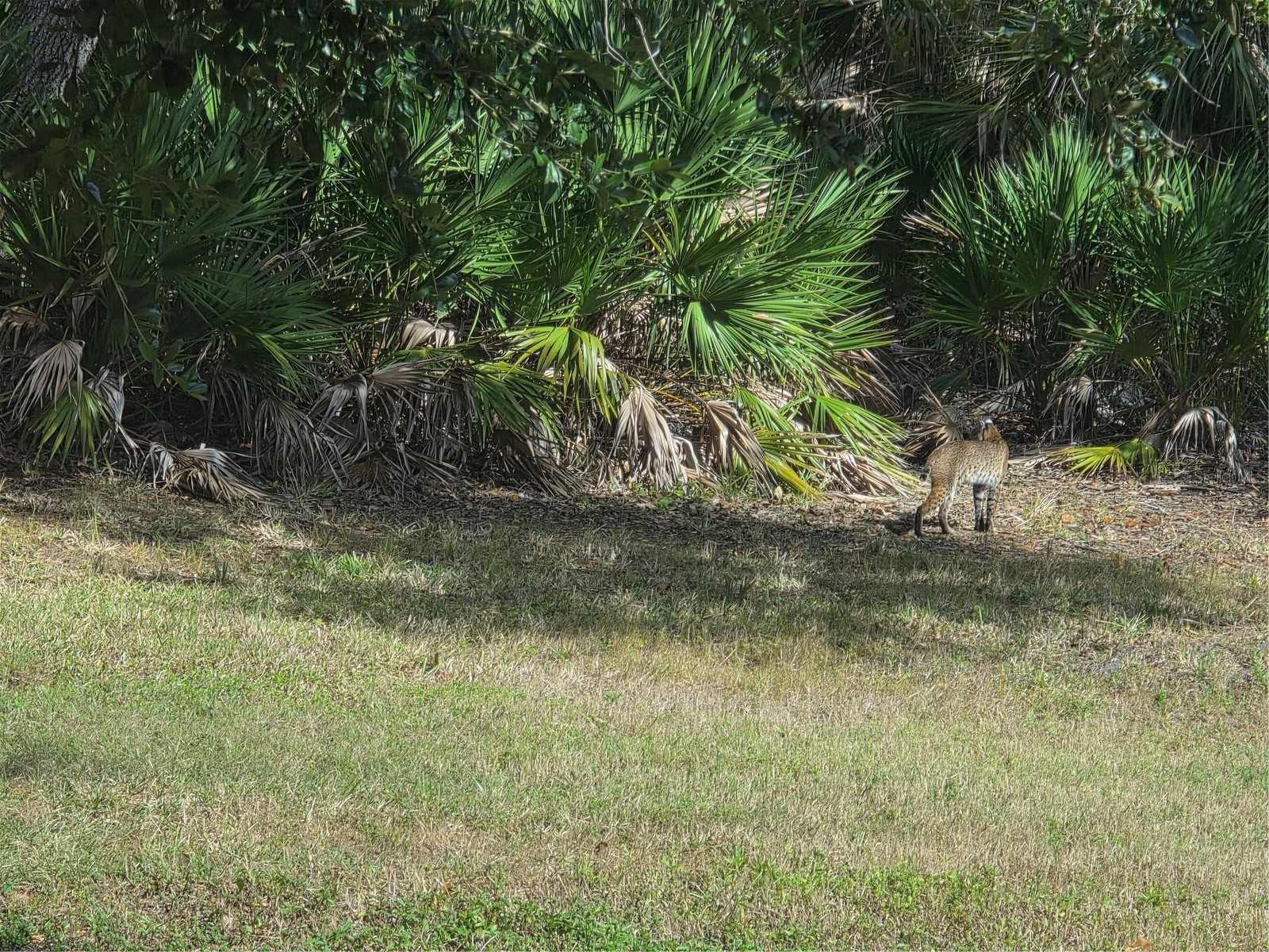 2212 Wakefield Street Port Charlotte FL 33948 D6145872 image3