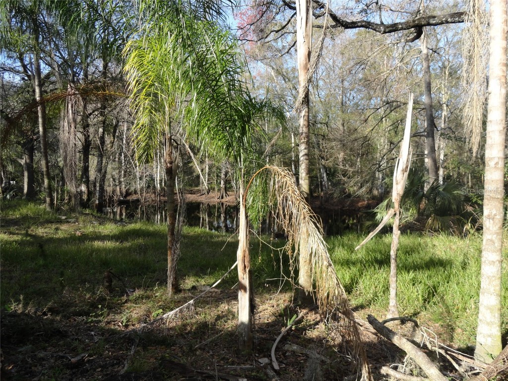 2215 Old Cypress Creek Road Land O Lakes FL 34639 - CYPRESS CREEK T3425014 image1