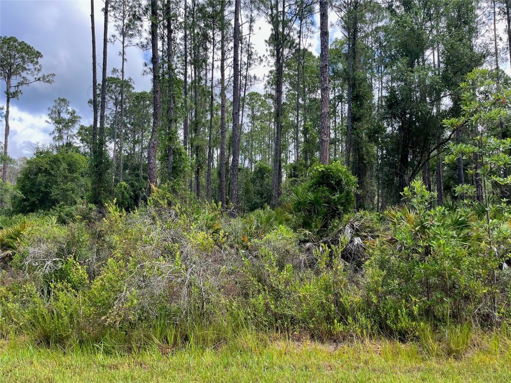 222 Marie Avenue Georgetown FL 32139 OK224081 image10