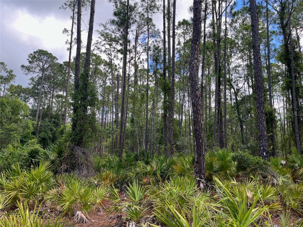 222 Marie Avenue Georgetown FL 32139 OK224081 image4