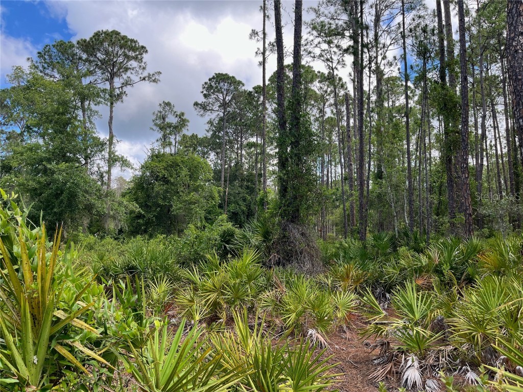 222 Marie Avenue Georgetown FL 32139 OK224081 image5