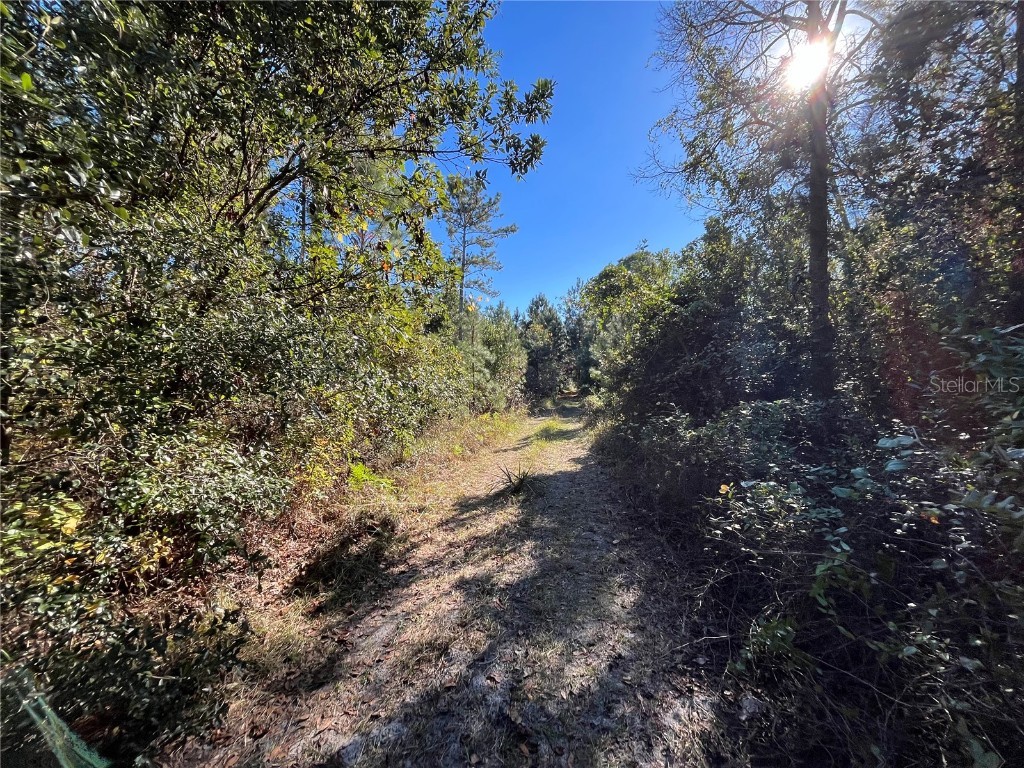 223 Mourning Dove Road Satsuma FL 32189 OK225302 image4