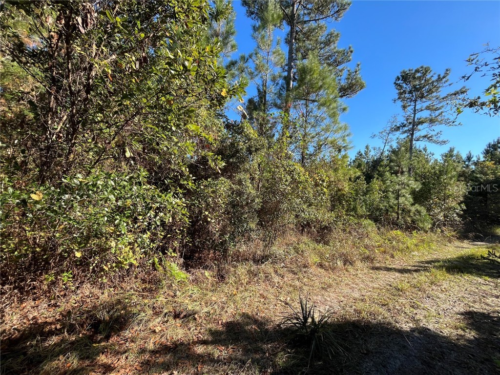 223 Mourning Dove Road Satsuma FL 32189 OK225302 image5