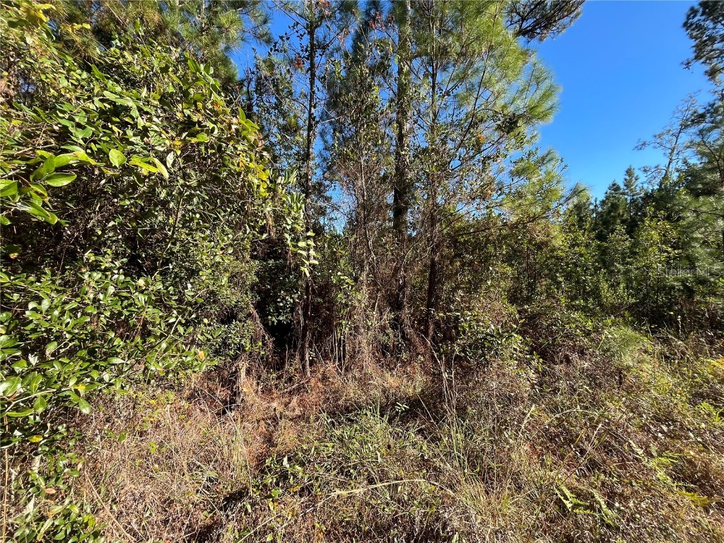 223 Mourning Dove Road Satsuma FL 32189 OK225302 image6