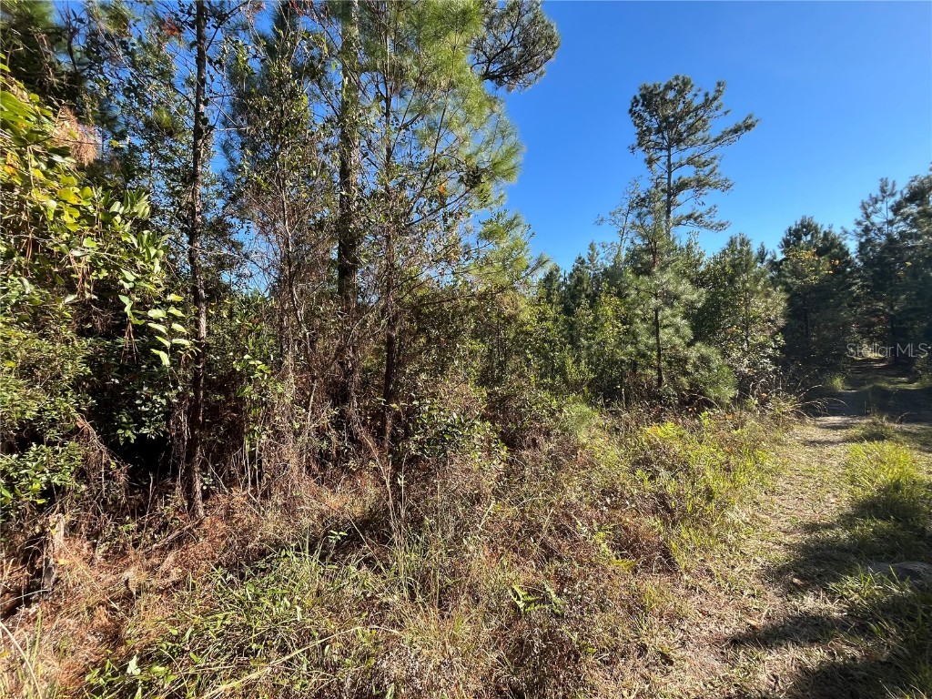 223 Mourning Dove Road Satsuma FL 32189 OK225302 image7