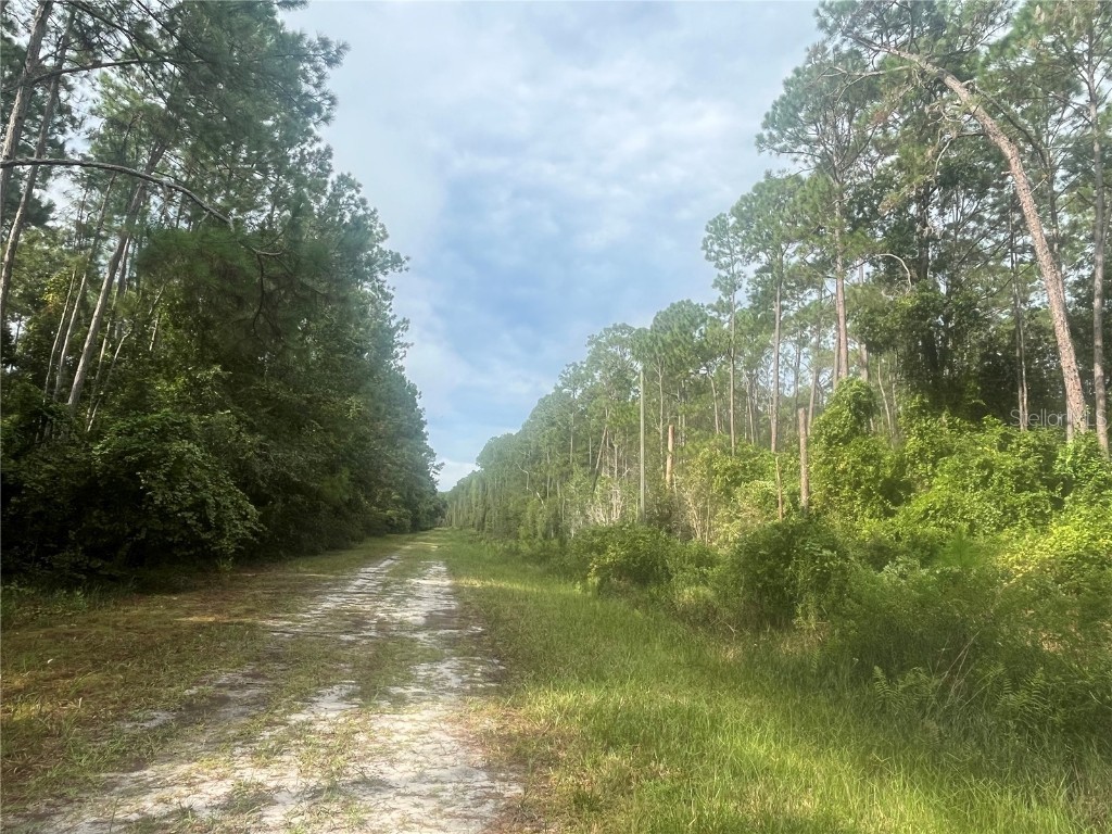 223 SE 2nd Street Georgetown FL 32139 OK225494 image4