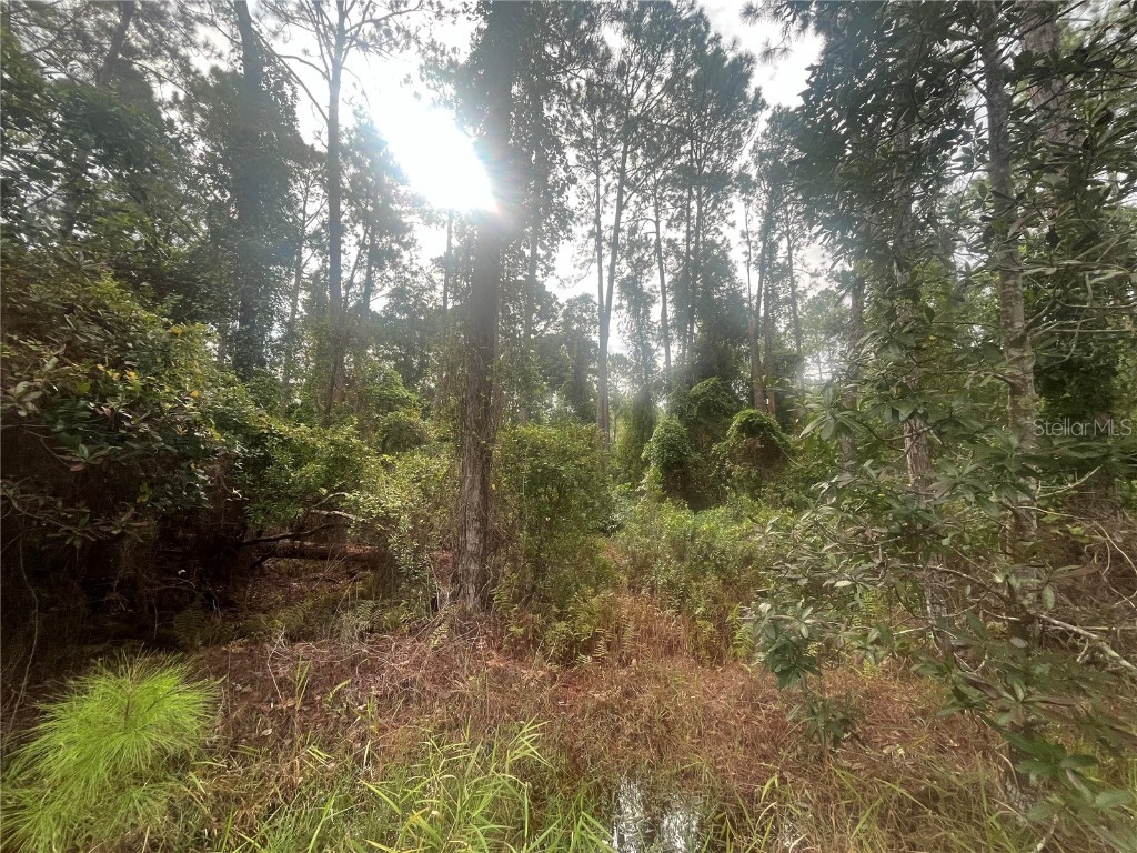 223 SE 2nd Street Georgetown FL 32139 OK225494 image6