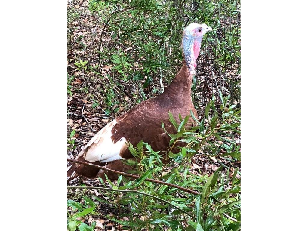 2230 Myakka Road Sarasota FL 34240 A4665978 image49