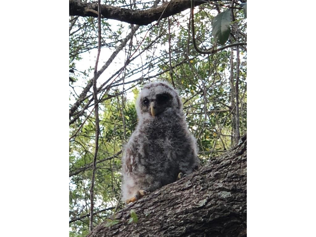 2230 Myakka Road Sarasota FL 34240 A4665978 image51