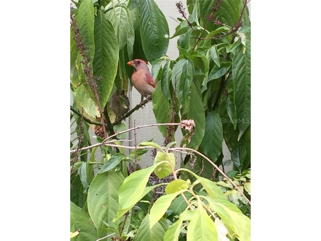 2230 Myakka Road Sarasota FL 34240 A4665978 image53