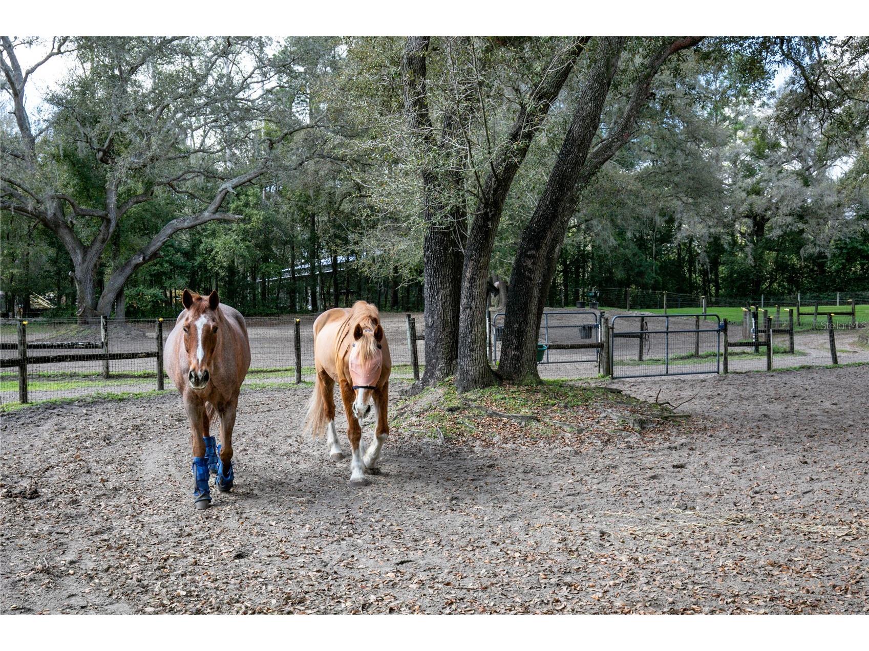 22301 Coronado Somerset Drive Sorrento FL 32776 G5109304 image64