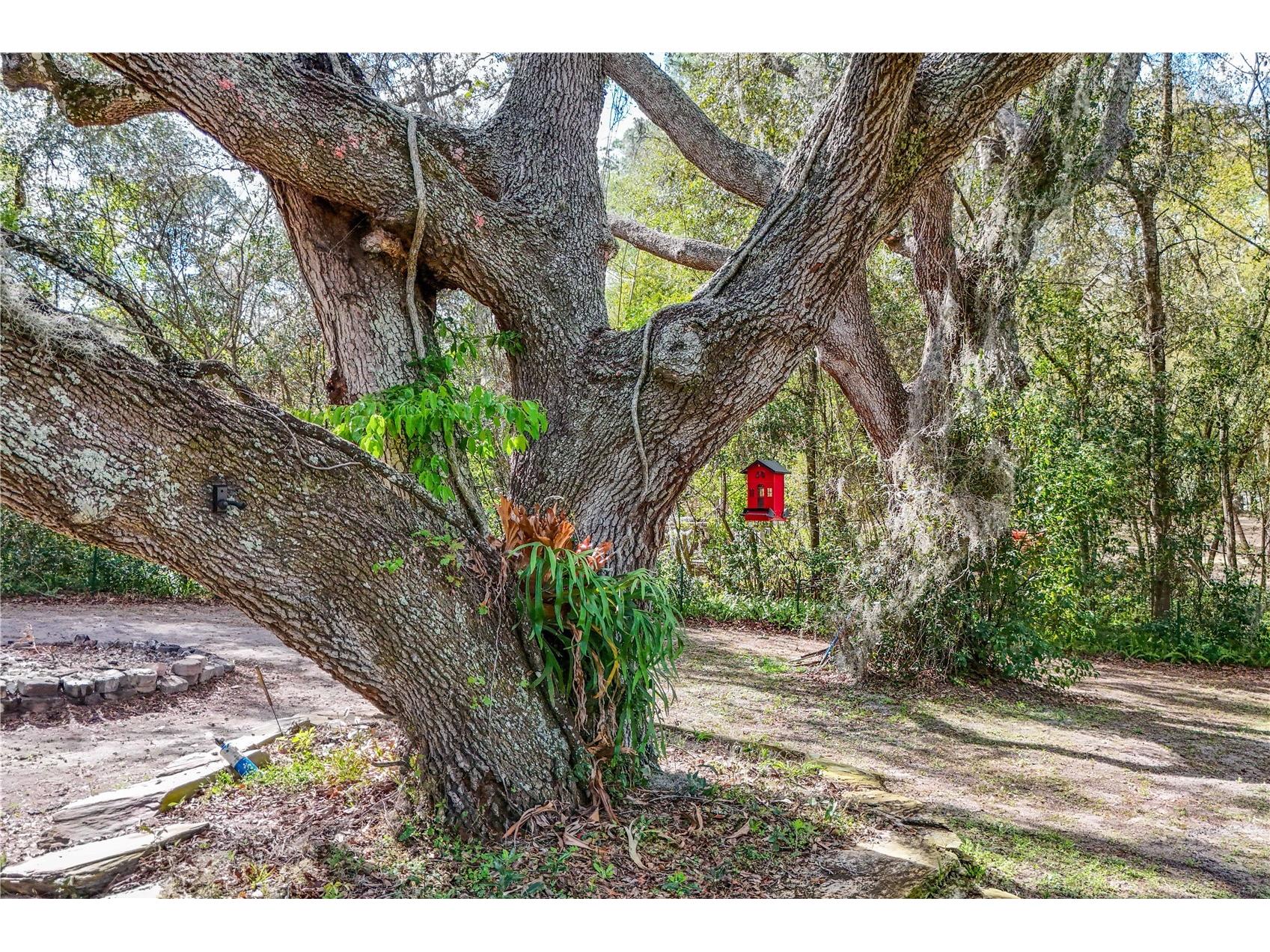 22301 Coronado Somerset Drive Sorrento FL 32776 G5109304 image65