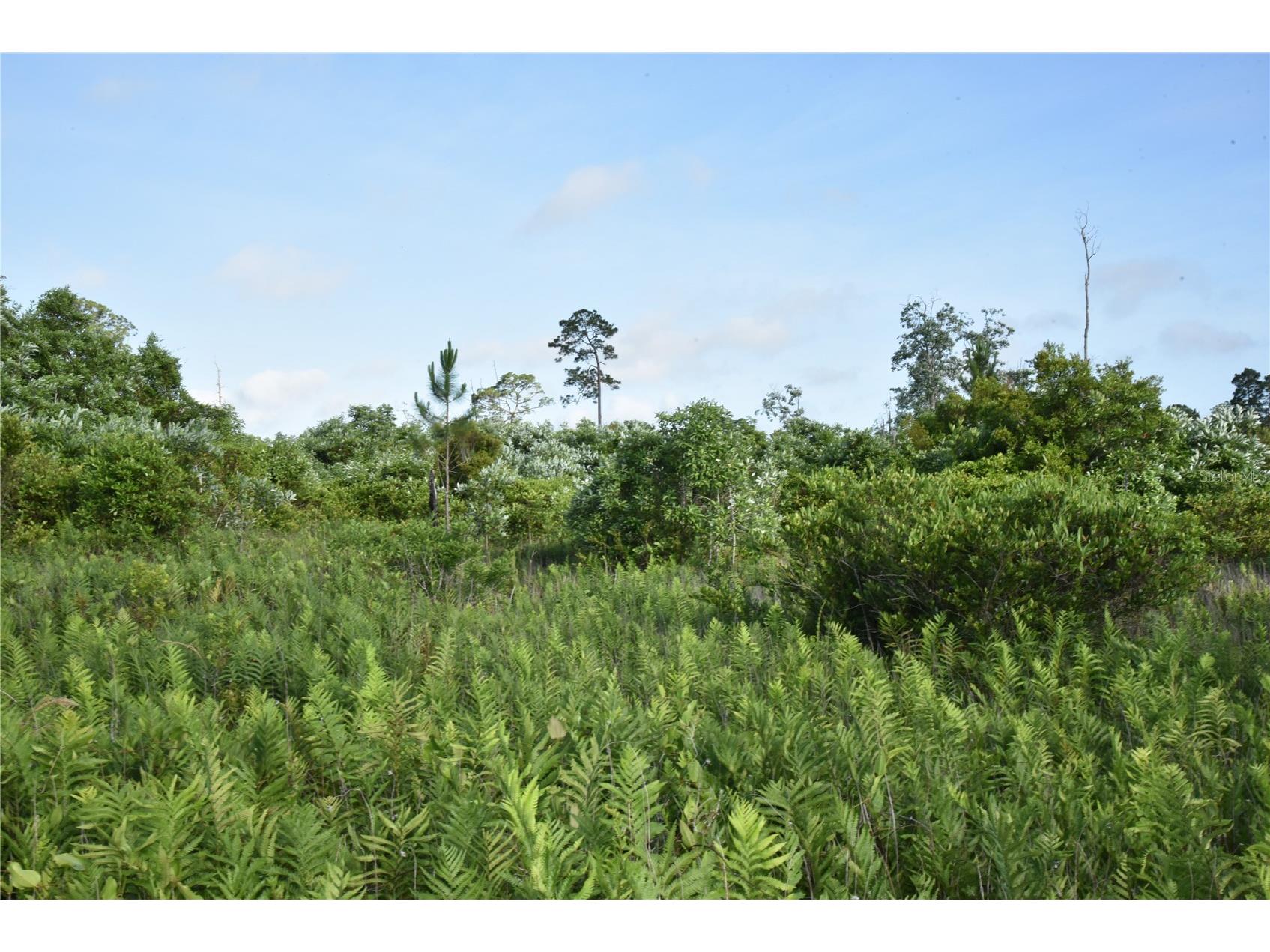 22370 NE 130th Avenue Fort Mc Coy FL 32134 OM725577 image13