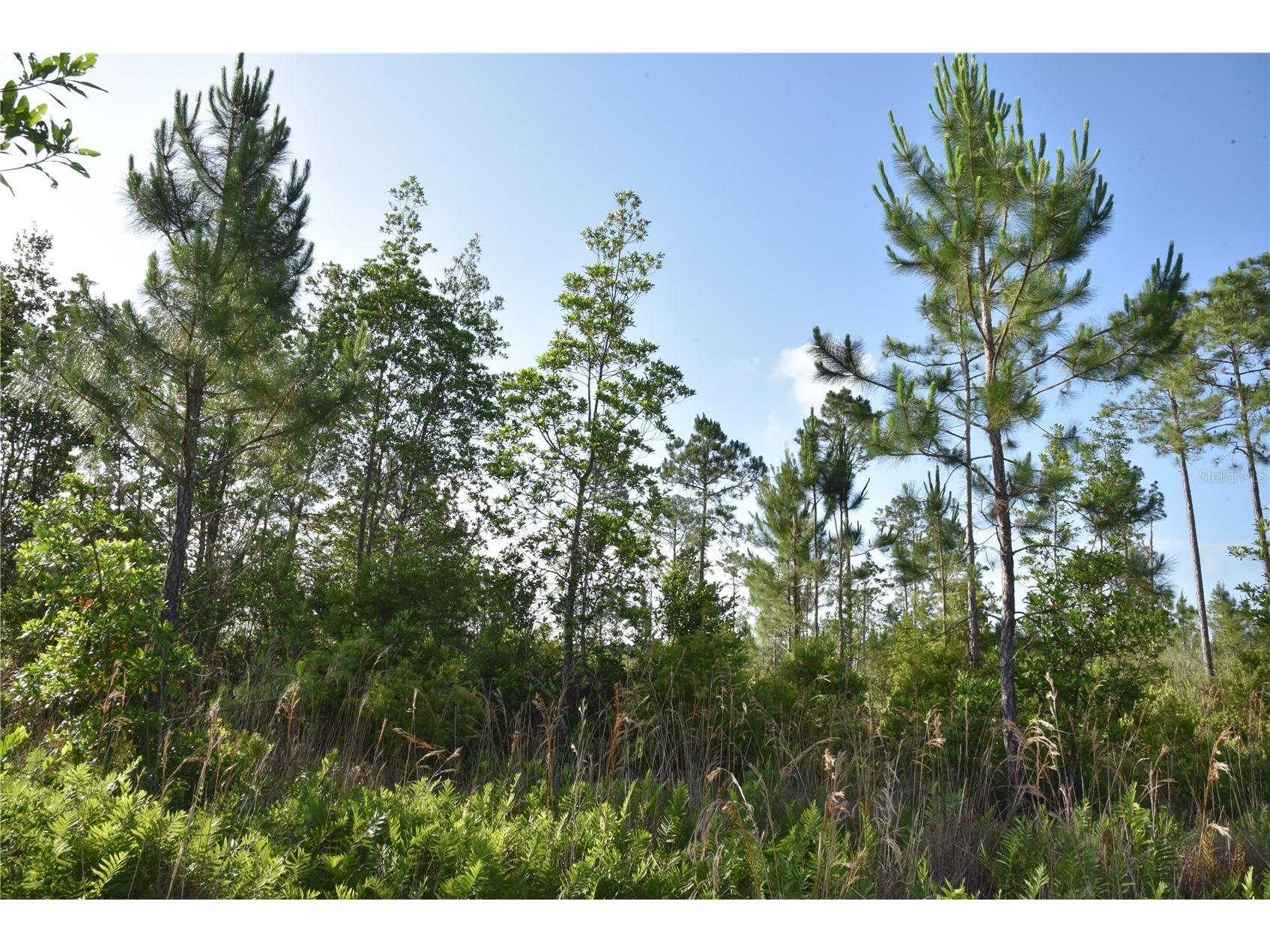 22370 NE 130th Avenue Fort Mc Coy FL 32134 OM725577 image15