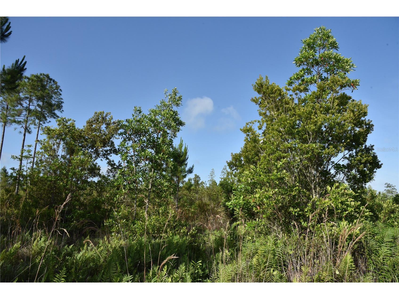 22370 NE 130th Avenue Fort Mc Coy FL 32134 OM725577 image16