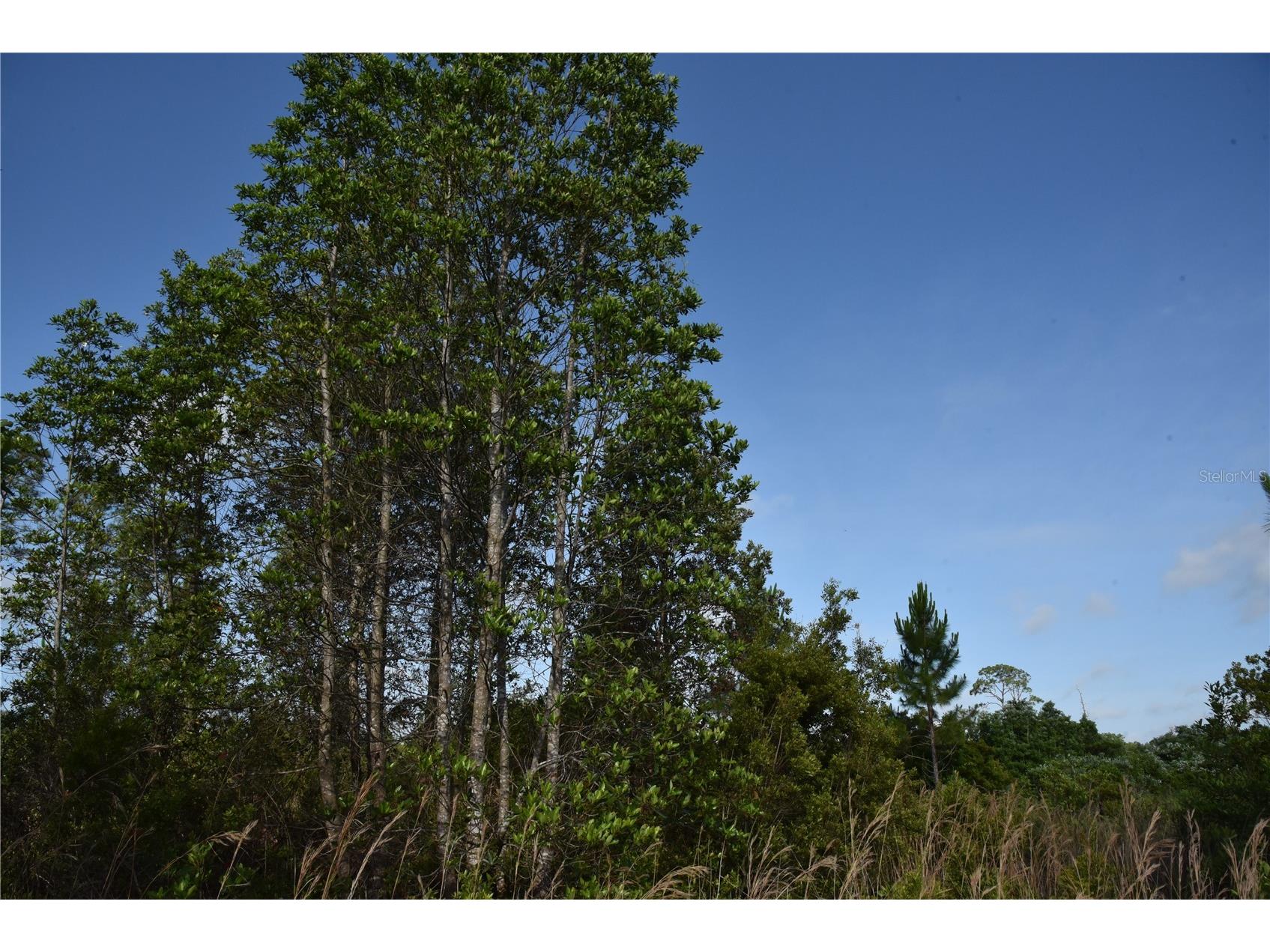 22370 NE 130th Avenue Fort Mc Coy FL 32134 OM725577 image17