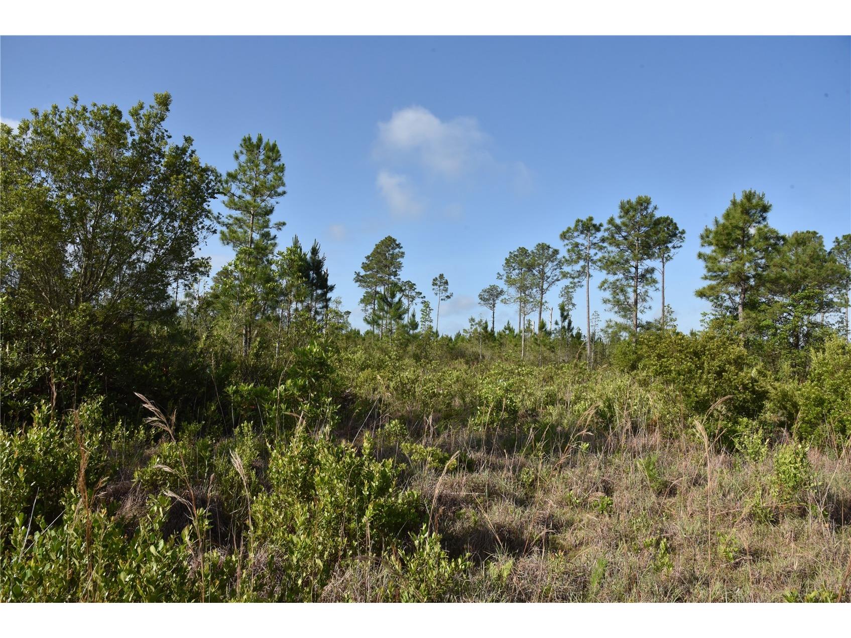 22370 NE 130th Avenue Fort Mc Coy FL 32134 OM725577 image20
