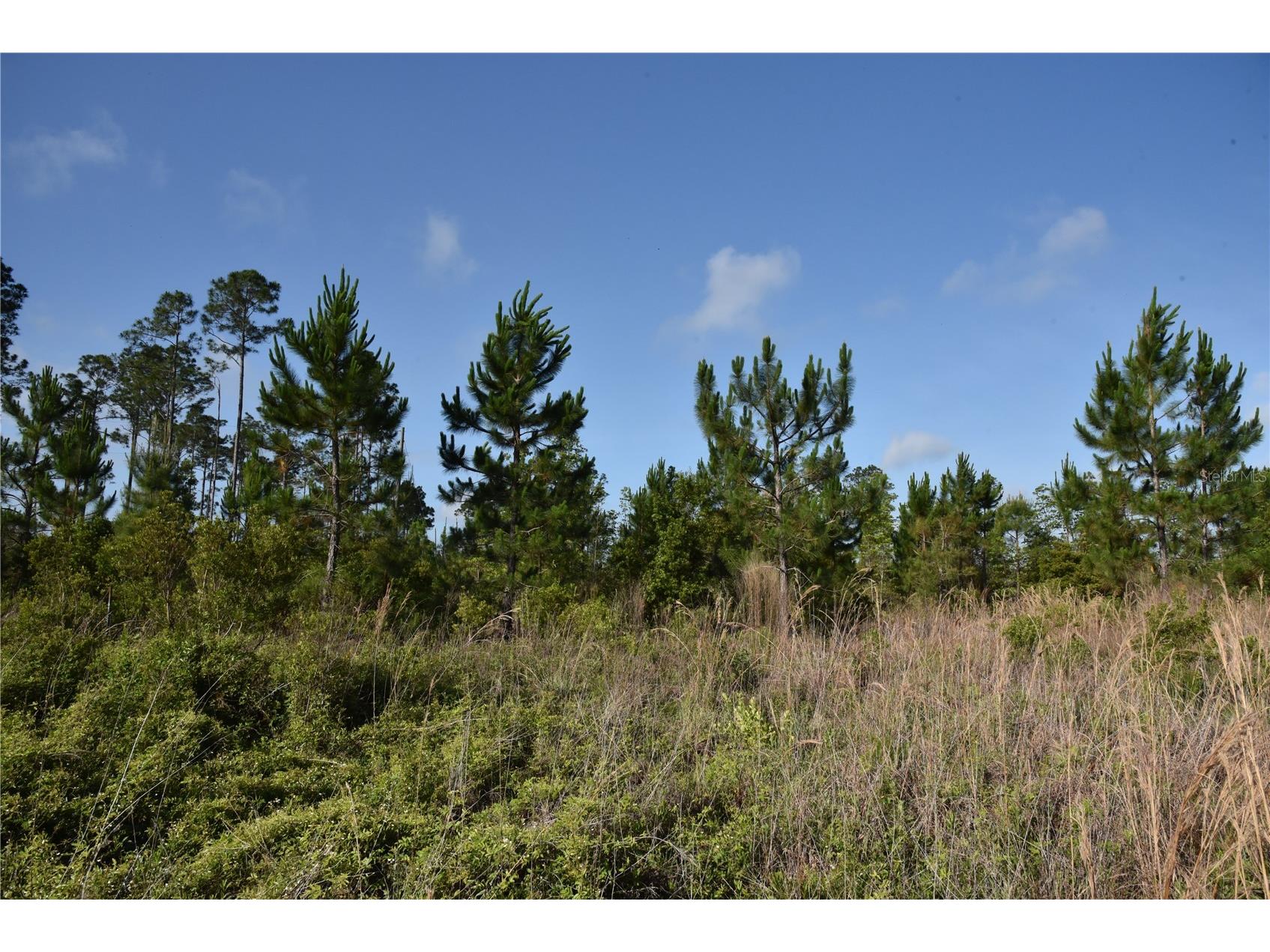 22370 NE 130th Avenue Fort Mc Coy FL 32134 OM725577 image21