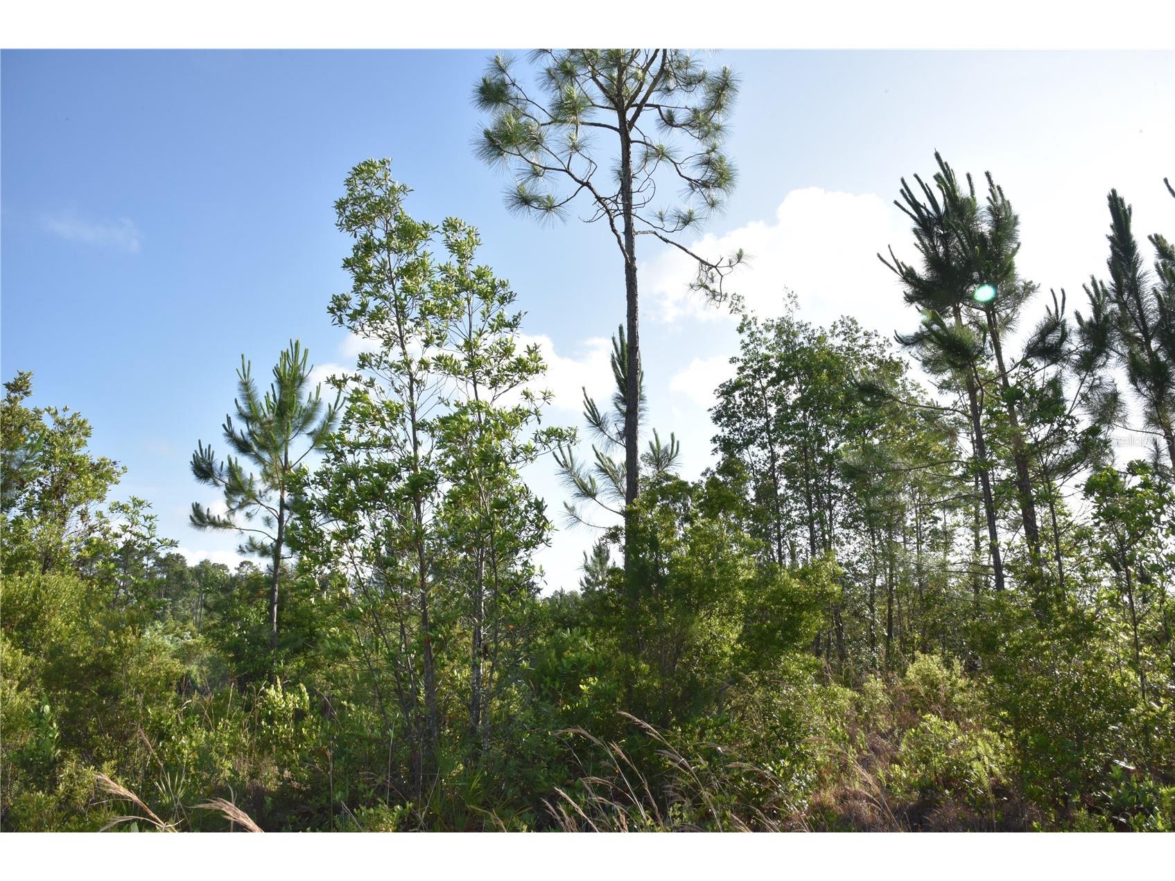 22370 NE 130th Avenue Fort Mc Coy FL 32134 OM725577 image27