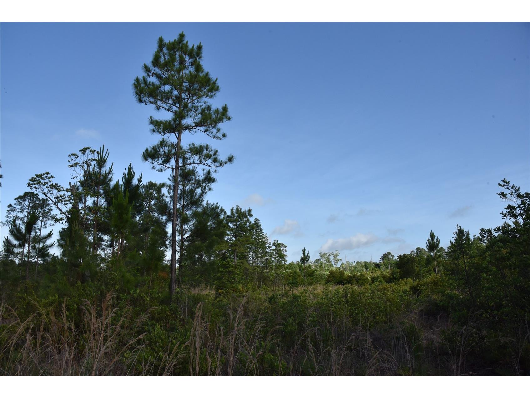 22370 NE 130th Avenue Fort Mc Coy FL 32134 OM725577 image29